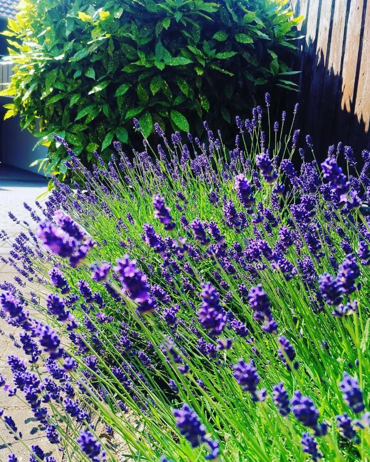Ferienwohnung Lavanda روست المظهر الخارجي الصورة